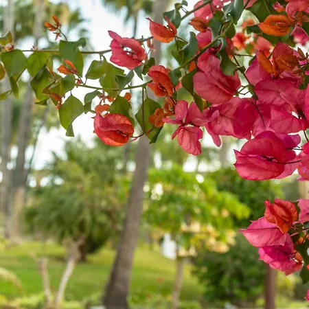 Casa de Férias Palmas 2a Oasis Nerja